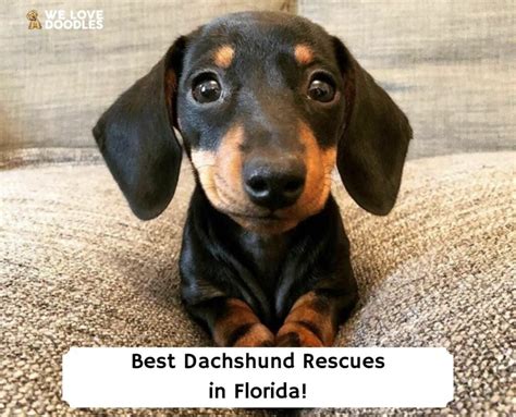 **Doxie Rescue Near Me: The Ultimate Guide to Finding Your Perfect Furry Friend**