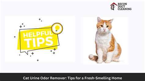 **Eliminating Cat Urine Odor: The Ultimate Guide to a Fresh-Smelling Home**