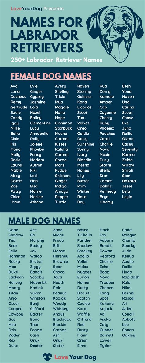 **Enchanting Female Dog Names for Labrador Retrievers: A Comprehensive Guide**