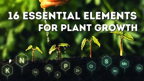 **Essential Elements for Plant Growth**