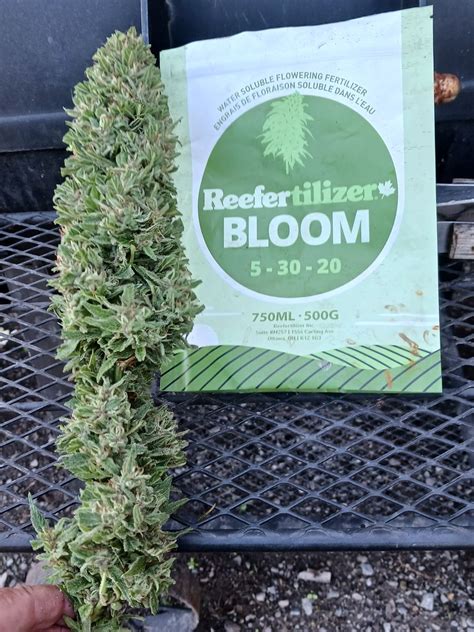 **Fertilizer for Weed Flowering: A Comprehensive Guide to Boosting Your Buds**