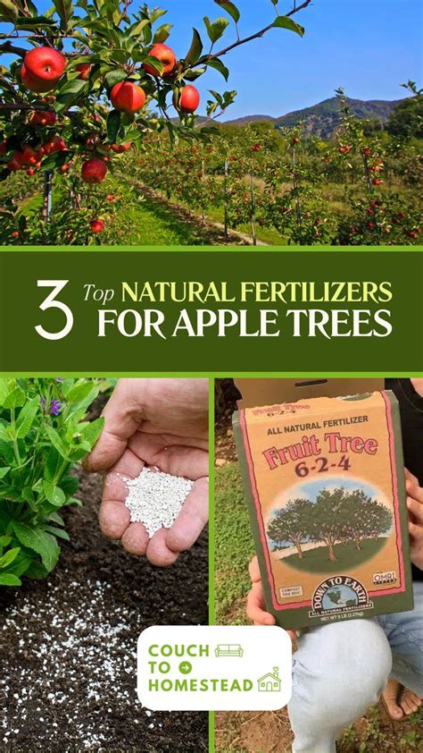 **Fertilizers for Fruit Trees: A Complete Guide to Feeding Your Trees for Maximum Yields**