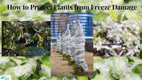 **Freeze Warning: Protect Your Plants and Property**