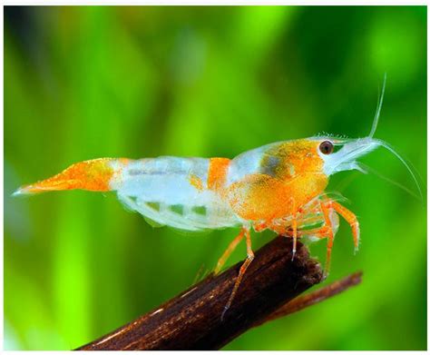 **Freshwater Shrimp for Sale: A Comprehensive Guide to Healthy Aquaculture**