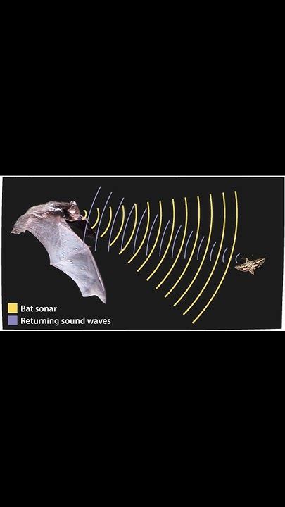 **Hear the Sound of the Bat: Unlocking the Secrets of Echolocation**