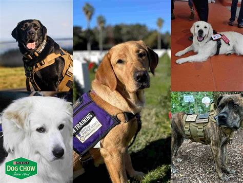 **How 2,800 Service Dogs Are Changing the Lives of PTSD Veterans**