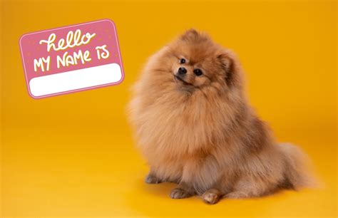 **How to Choose the Perfect Pomeranian Name**