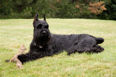 **Introducing the Devoted and Capable Giant Schnauzer**