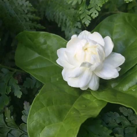 **Jasminum Sambac: The Fragrant Flower Beloved for Its Enchanting Scent**