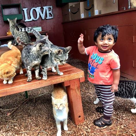 **Lanai Cat Sanctuary: A Haven for Feline Friends on Hawaii's Enchanting Isle**