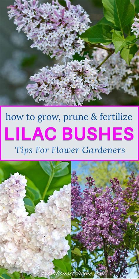 **Lilac Bush Fertilizer: The Ultimate Guide to Nurturing Your Fragrant Blooms**