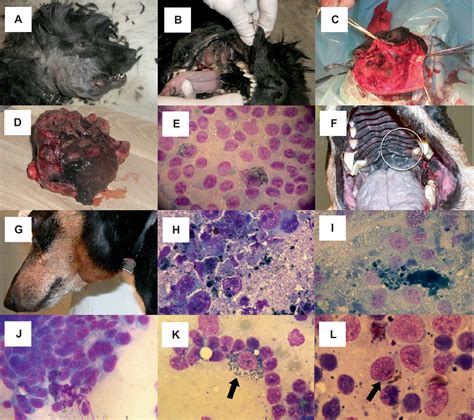 **Malignant Melanoma in Dogs: A Comprehensive Guide**