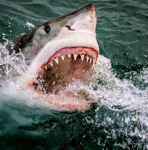 **Man Eats Shark: The 4 Definitive Benefits of Shark Consumption**