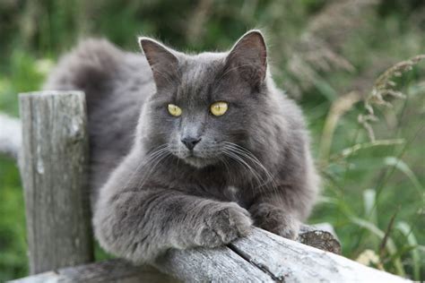 **Nebelung: The Mysterious German Blue Cat**