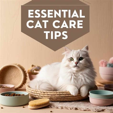 **Not Your Kitten: Essential Tips for Responsible Cat Care**