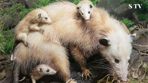 **Opossum Play Dead: 10,000+ Word Guide to the Ultimate Defense Mechanism**