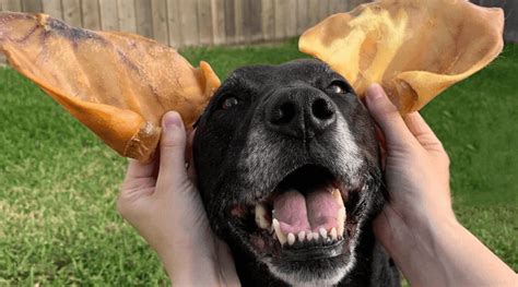 **Pig Ears for Dogs: A Comprehensive Guide for Concerned Pet Owners**