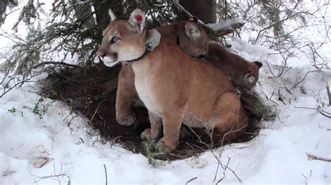 **Puma melos: Unveiling the Secrets of the Mountain Lion**