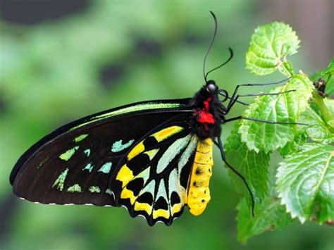 **Queen Alexandra's Birdwing: Nature's Enchanting Masterpiece**