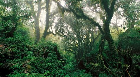 **Reserva Atlântica: Um Tesouro Ambiental Ameaçado**