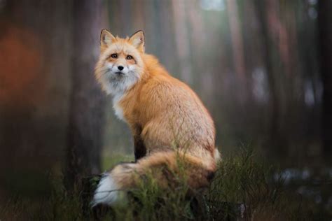 **Savannah Fox OnlyFans: Uncover the Enchanting World of Wildlife Photography**