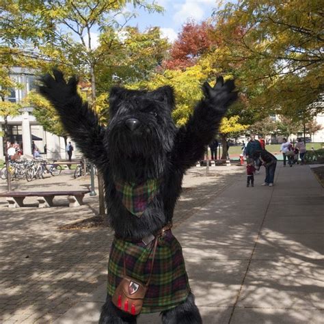 **Scottie the Scottish Terrier: The Beloved Mascot of Carnegie Mellon University**