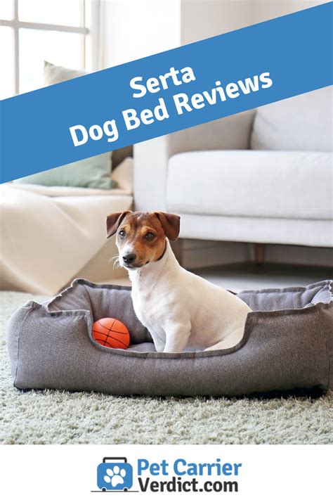 **Serta Mattress for Dogs: The Ultimate Guide to Providing Your Furry Friend a Heavenly Rest**