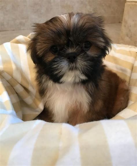 **Shih Tzus for Sale Near Me: A Comprehensive Guide to Finding Your Furry Companion**