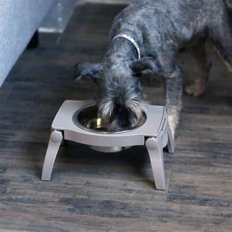 **Single Raised Dog Bowl: The Ultimate Guide to Elevated Feeding for Canine Health**