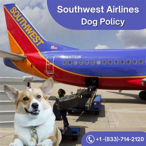 **Southwest Airlines Dog Flying: 12 Tips and Tricks for a Stress-Free Journey**