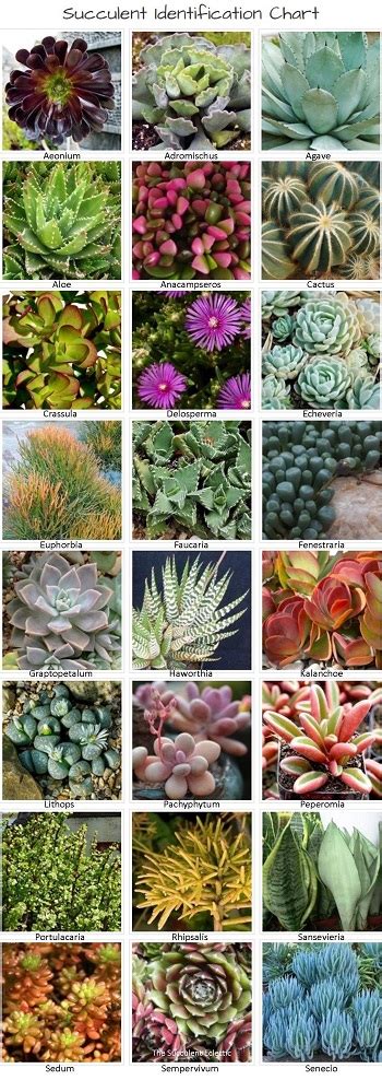 **Succulent Plant Names: A Comprehensive Guide to the Fascinating World of Succulents**