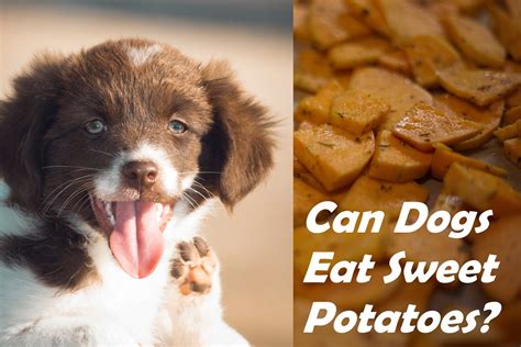 **Sweet Potato Dogs: The Ultimate Guide to a Healthy Diet**