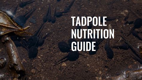 **Tadpole Food: A Comprehensive Guide to Nurturing Amphibian Larvae**