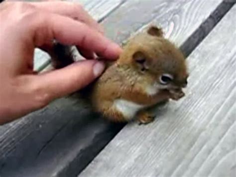 **Talented Baby Squirrel Spoilers: The Unbelievable Prowess of a Tiny Creature**