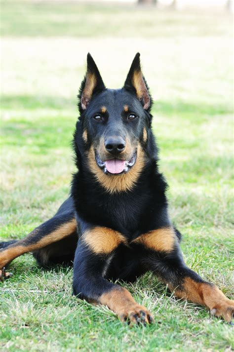 **The Beauceron: Unveiling the Majestic Spectrum of Colors and Patterns**