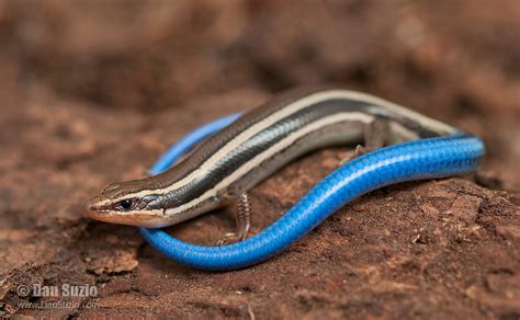 **The Blue-Tailed Wonder: A Comprehensive Guide to the Alluring **Eumeces skiltonianus**