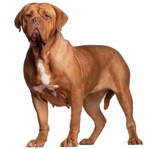 **The Bordeaux Dog: A Comprehensive Guide to the Gentle Giant**