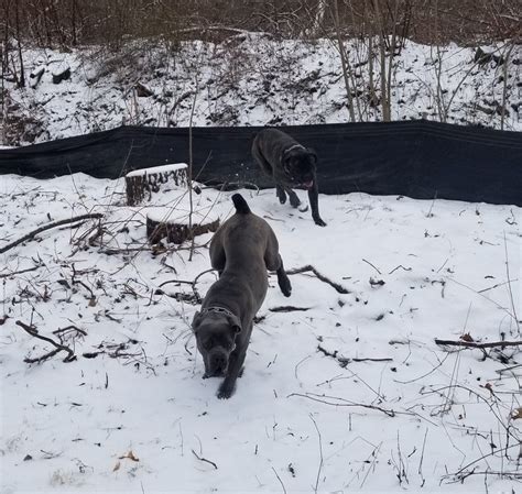 **The Cane Corso: A Majestic Breed in the Snow**