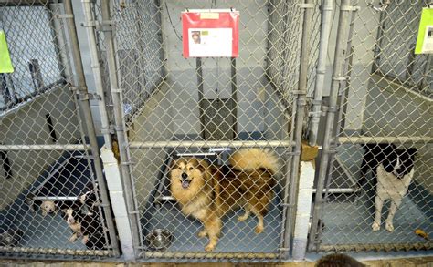 **The Comprehensive Guide to Animal Shelters in Longview, TX**