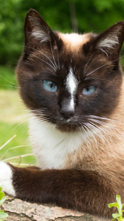 **The Enchanting Snowshoe Siamese Mix: A Winter Wonderland on Four Paws**