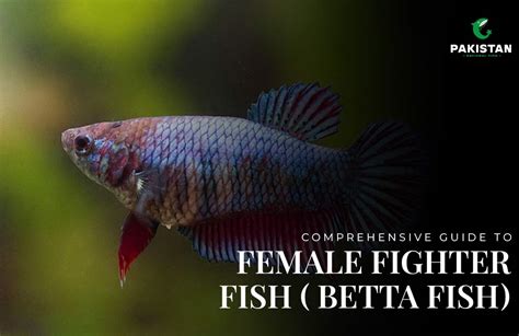 **The Enchanting World of Betta Fish Females: A Comprehensive Guide to All Things Female Betta**