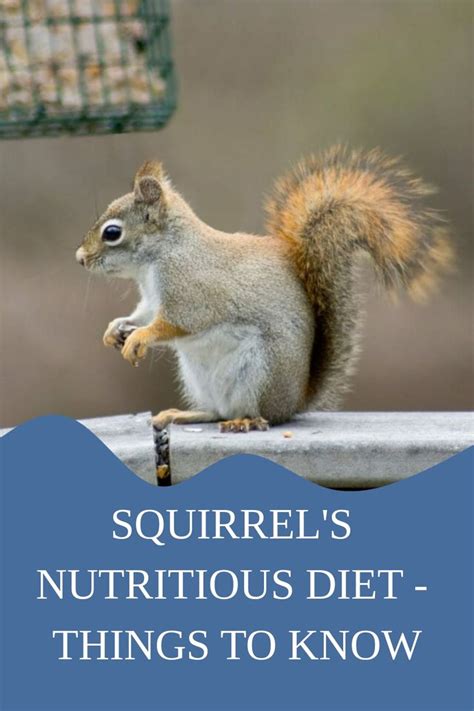 **The Essential Guide to Squirrel Nutrition: Providing a Nutritious Diet for Wildlife**