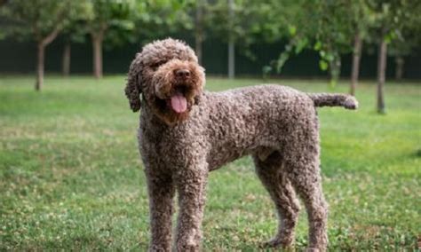 **The Essential Guide to the Lagotto Romagnolo: A Comprehensive Exploration into the Breed's Traits, Care, and History**