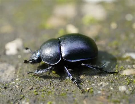 **The Fascinating World of Faecuddlebugs: Uncovering the Intriguing Role of Dung Beetles**