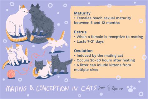 **The Feline Reproductive Cycle: Unraveling the Enigmas of Cat Pregnancy**