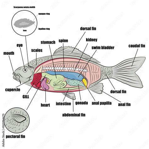 **The Fish Intestine Scroll: A Comprehensive Guide**