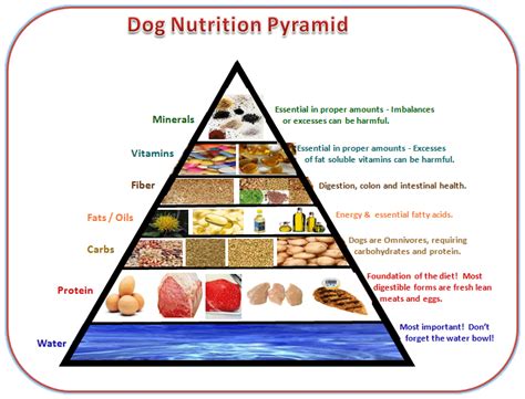 **The Importance of a Healthy Diet for Senior Dogs**