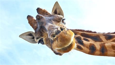 **The Majestic CuteGiraffe: A Comprehensive Guide to Its Wonders**