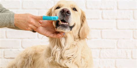 **The Pungent Truth: A Comprehensive Guide to Combating Canine Halitosis**