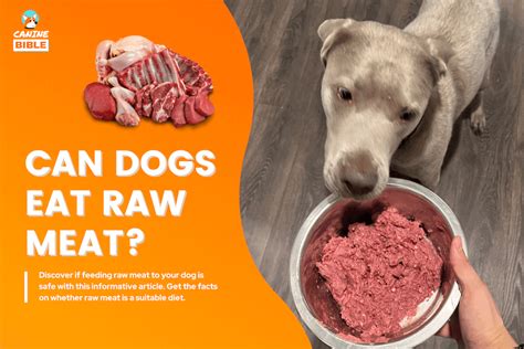 **The Raw Truth: Unlocking the Benefits of Feeding Raw Beef to Dogs**